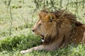 Ndutu Love han01